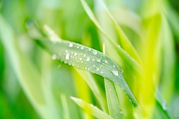 water drops on the green grass. Spring morning dew on fresh greenery. Gentle colors. Selective focus, blur and bokeh background