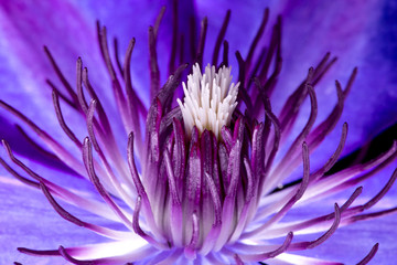 Obraz premium purple clematis in bloom