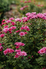Obraz premium Beautifully blooming chrysanthemums in the summer garden.