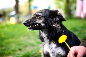 Happy dog with a dandelion on the green grass