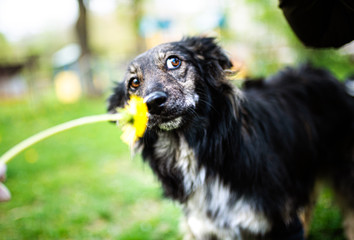 Fototapeta premium Happy dog with a dandelion on the green grass