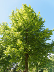 Fototapeta premium Couronne du Tilleul commun ou tilia europaea au feuillage vert printanier sous un ciel bleu