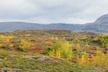 autumn view of Sarek National Park, Lapland, Norrbotten County, Sweden, near border of Finland, Sweden and Norway. selective focus