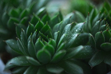 Fototapeta premium Green sprouts of flowers sprout in the spring garden. Close-up.