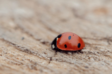 ladybug in spring on a sawn tree