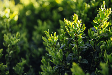 
Spring garden. Green shrub branches on a sunny day. Close-up.