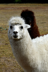 head of white alpaca in the yard