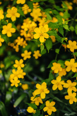 Obraz premium Parks in the spring. Beautiful yellow flowers on a blossoming green bush. Close-up.