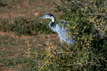 Black headed heron photographed in South Africa. Picture made in 2019.