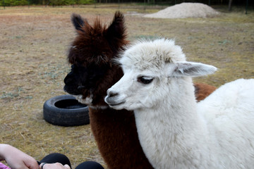 fluffy alpaca snouts standing next to each other