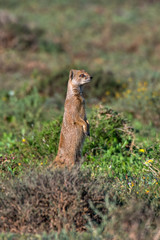 Naklejka na ściany i meble Yellow mongoose photographed in South Africa. Picture made in 2019.