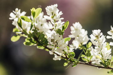 
A branch of blooming magnolia with white flowers.