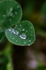 Water drops on beautiful tiny shiny leaf