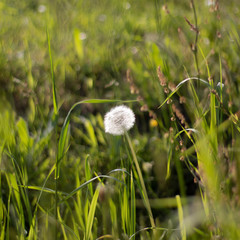 dandelion in field with fresh grass