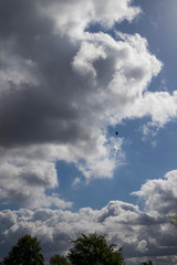 Obraz premium dark clouds in sky with bird flying and trees