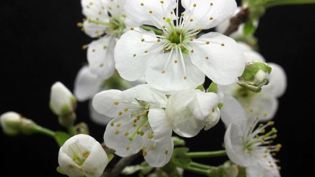 Spring flowers opening. Beautiful Spring plum tree blossom open timelapse, extreme close up. Time lapse of Easter fresh pink blossoming plum closeup. Blooming wonderful world