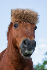 Fototapeta premium portrait of a pony with funny haircut under a blue sky