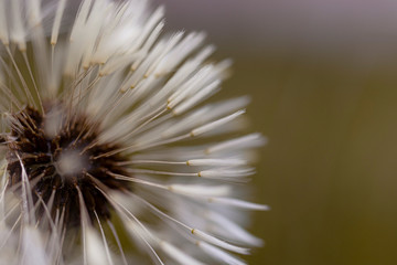 Close-up beautiful dandelion 