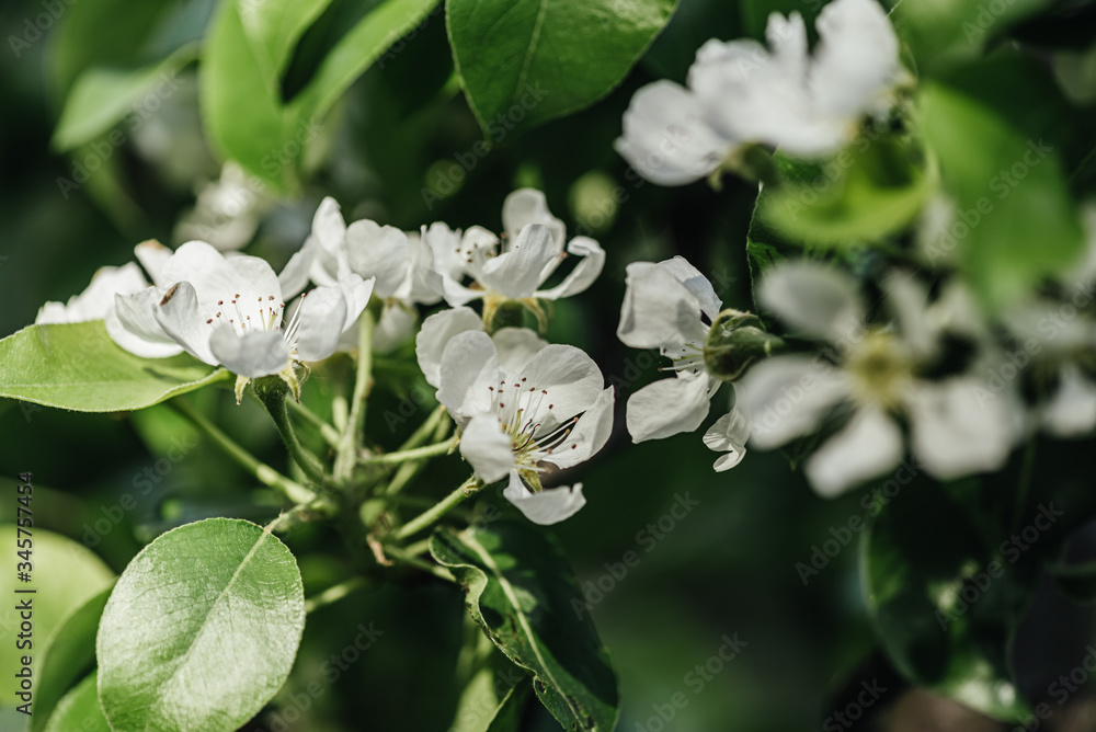 Wall mural spring garden. beautiful white flowers on a magnolia branch. close-up.