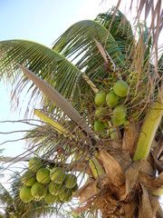 Fototapeta premium Joao Pessoa