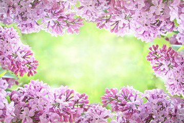 frame. lilac on a light green background. place for text. copy space. lilac and green gentle