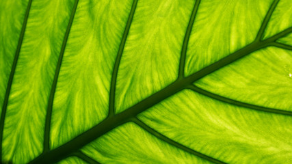 Green leaf closeup, leaf texture, natural green background, tropical plants macro shot