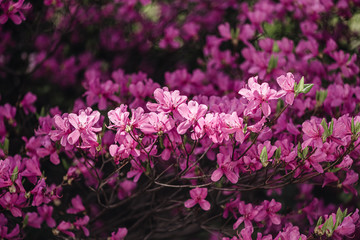 
Blooming magnolia in the spring garden.