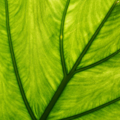 Green leaf closeup, leaf texture, natural green background, tropical plants macro shot