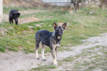 stray small dogs on the street, protecting animals and nature