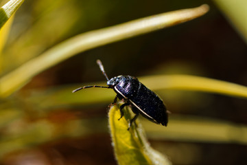 Small black beetle