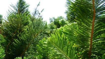 Fototapeta premium Natural green plant background .coniferous branches and leaves of Japanese cedar. needles growing up subtropical trees. composition of young branches. cryptomeria