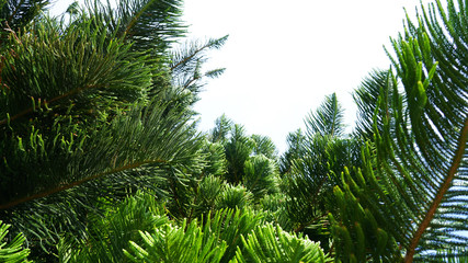 Natural green plant background .coniferous branches and leaves of Japanese cedar. needles growing up subtropical trees. composition of young branches. cryptomeria