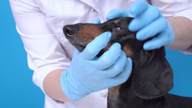 The human hands wearing blue sterile gloves, holding dachshund in the muzzle, observes dog eyes and cleans it up with cotton pads. Veterinarian in white coat makes inspection of animal eyes health