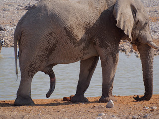 Elephant