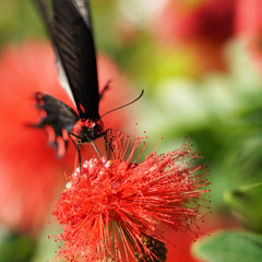 Macro photo against a background of green leaves, a bright butterfly on a red Calliandra haematocephala.A black, withered butterfly on a fluffy plant. Japanese garden in Okinawa Ishigaki