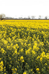 Yellow rape fields in countryside