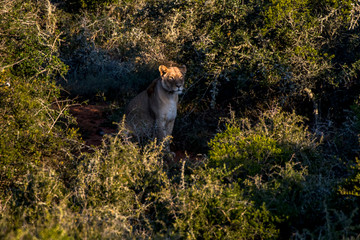 Lion photographed in South Africa. Picture made in 2019.