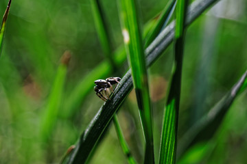 Close-up little spider in grass