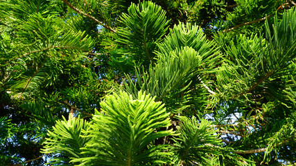 Bright green background of coniferous branches and leaves of Japanese cedar. needles growing up subtropical trees. natural green lime natural background, composition of young branches. cryptomeria 
