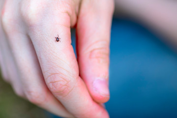 Mite on child's hand. Dangerous tick on the skin crawls along the arm
