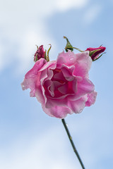 A Pink Rose Against a Blue Sky