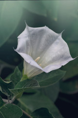 Fototapeta na wymiar White Datura flower lily in a summer fresh garden