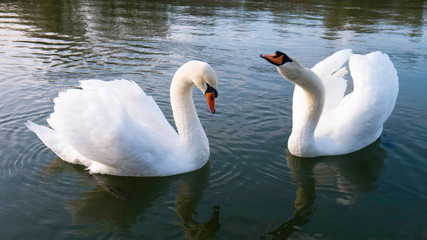 Two white swans and their reflections in blue water.