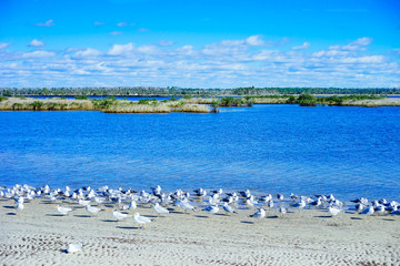 Seagull is resting in a Florida beach in the morning