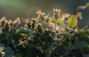 Blooming apple spring garden. Delicate flowers of the apple tree