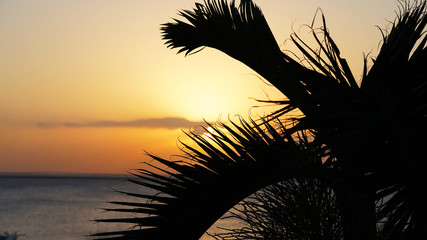 Yellow flower Japanese pagoda, multi-tier tower, Buddhist Asian temple in a nature park, Senganen Garden Kagoshima Japan