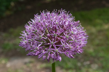 Allium, ornamental onion, purple flower blossom that grows in the garden