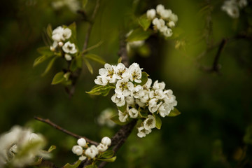 Pear tree blossom