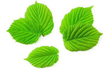 hazelnut leaves isolated on a white background. top view