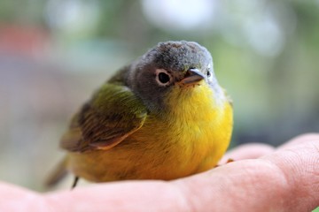 Adorable Yellow Warbler